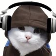 宅猫猫